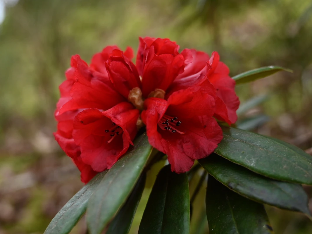 R. ochraceum